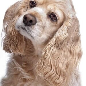 5D DIY Animal Cocker Spaniel Diamond Painting Kits, Crystal Rhinestone Embroidery Crafts Decoration Gifts 12x16 inch